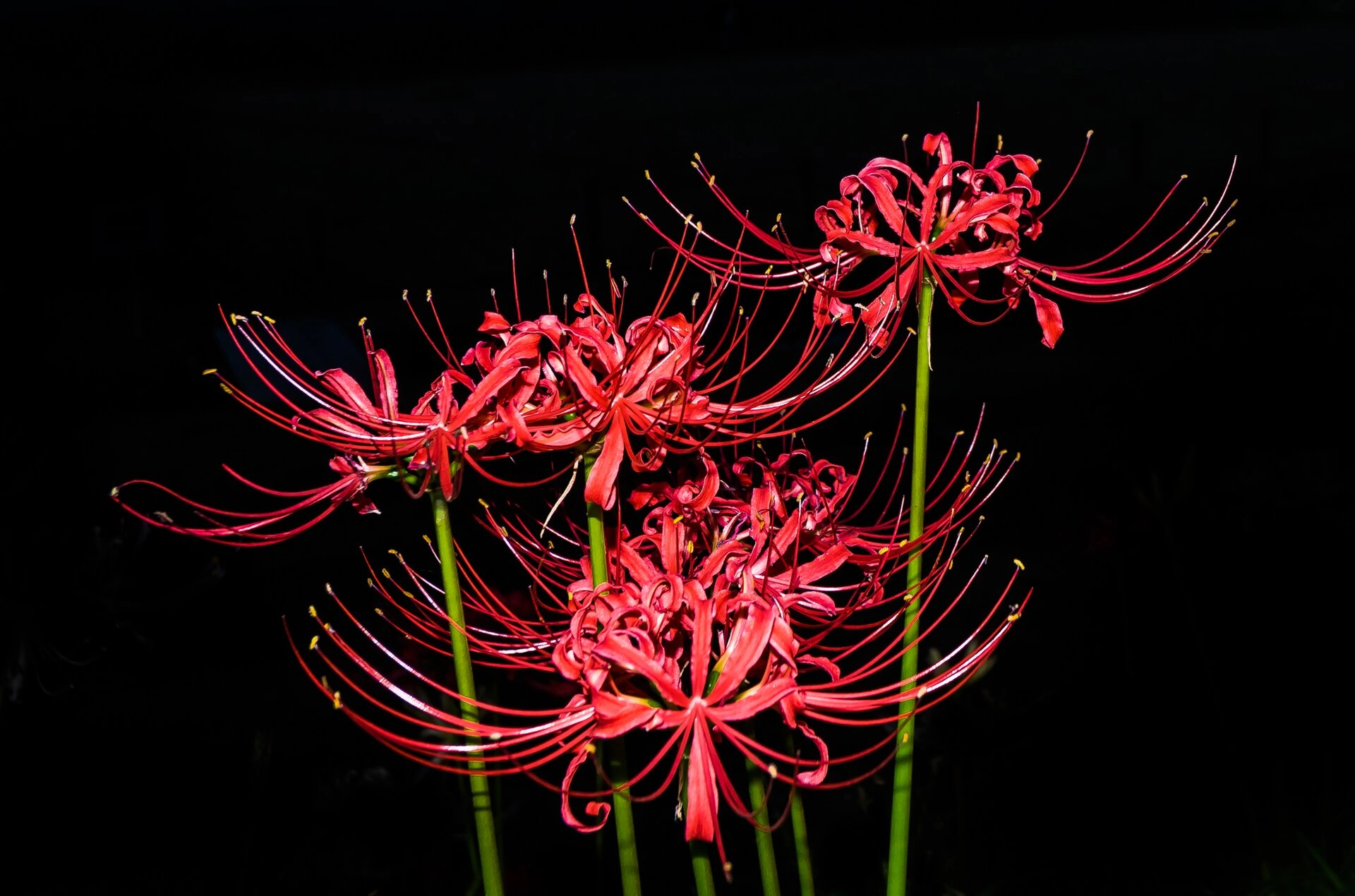 red spider lily|400