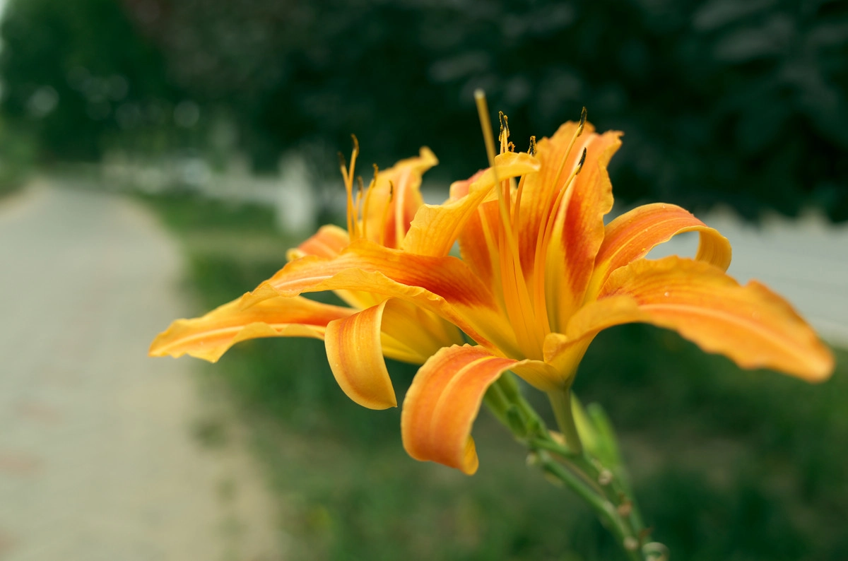 Day Lily|600