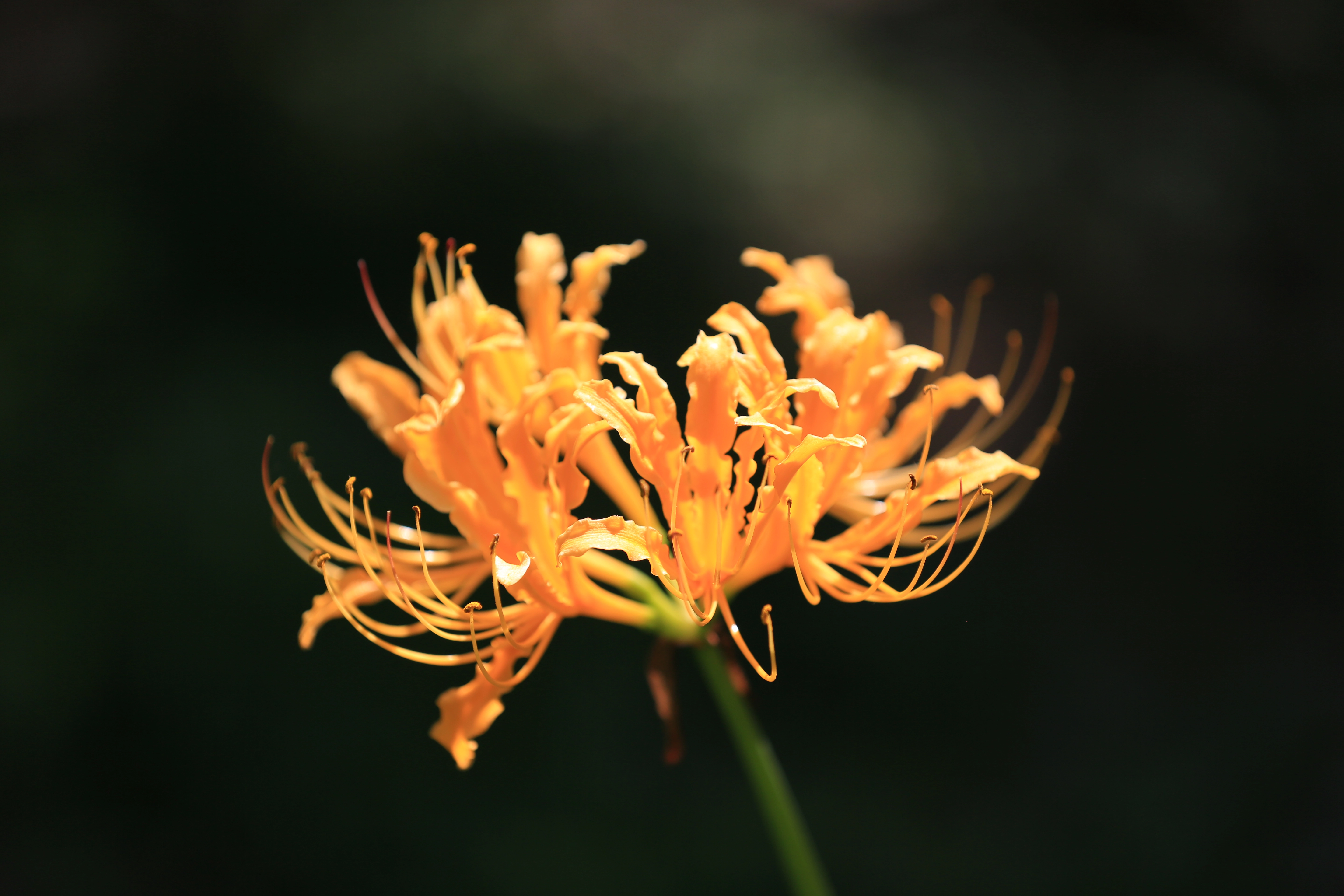 Lycoris radiata|400