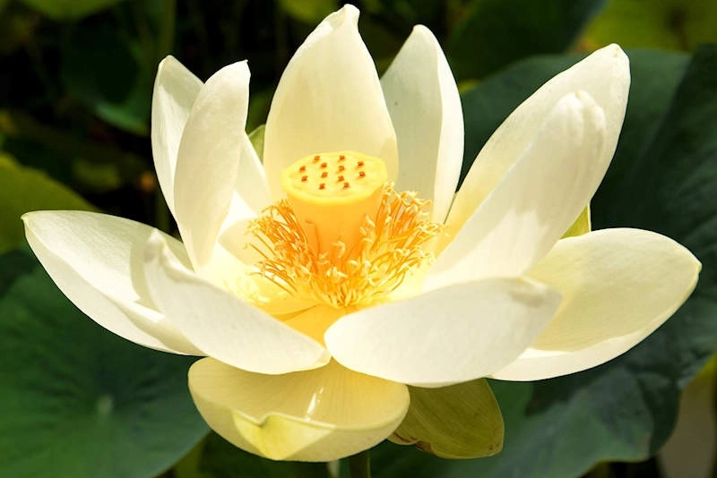 American lotus|400
