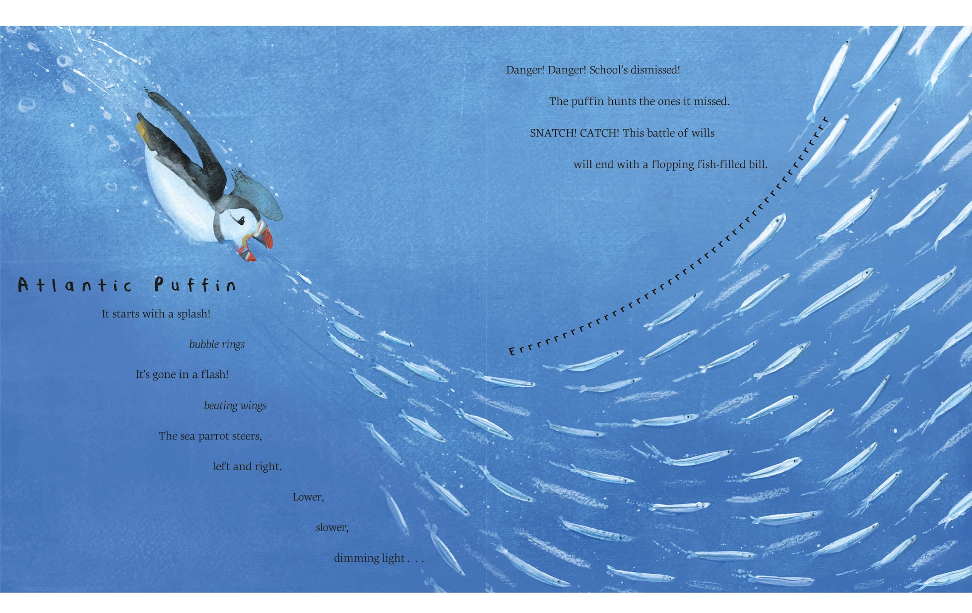 Atlantic Puffin|600