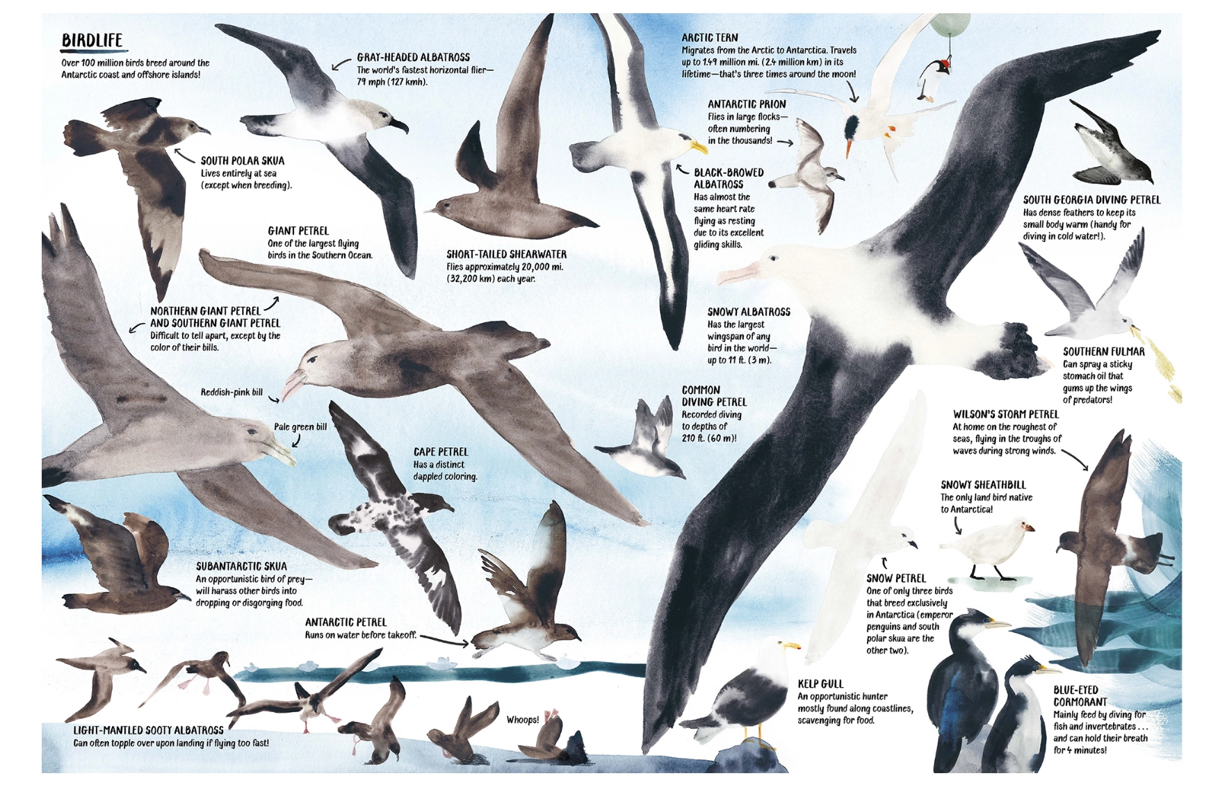All About Antarctica